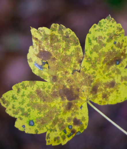 24. und 25. Oktober 2026 Herbst-Hausmesse